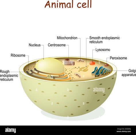 Anatomía De Células Animales Organelos Y Estructura De Células