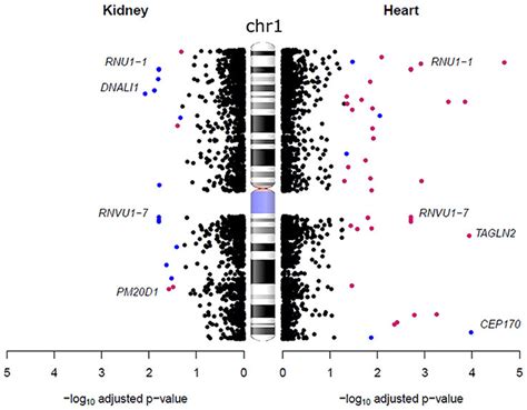 Sex Biased Gene Expression Differences On Chromosome 1 In The Heart And