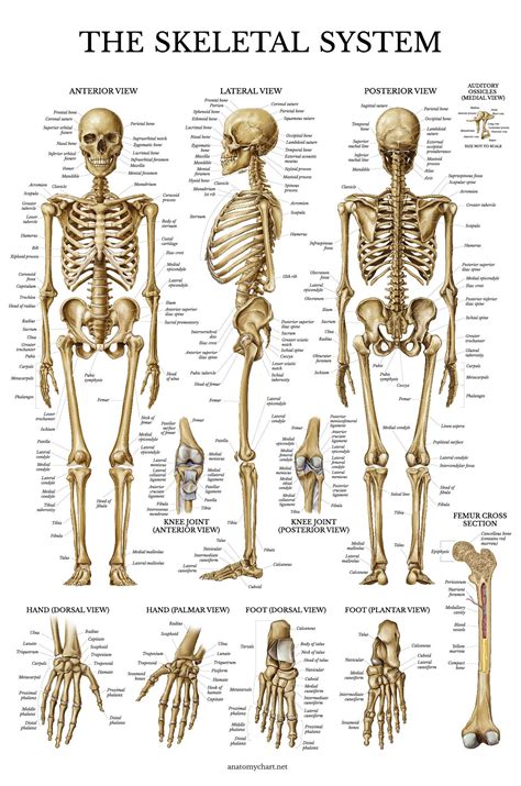 Pack Muscle Skeleton Anatomy Injuries Of The Foot And Ankle Poster Set Muscular And