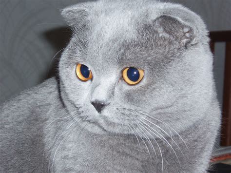 Gray Scottish Fold Cat Wallpapers And Images Wallpapers