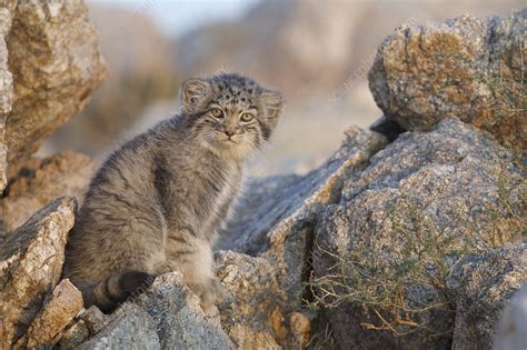 Pallas Cat Kittens Stock Image C0484831 Science Photo Library