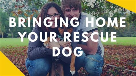 Bringing Home Your Rescue Dog Youtube