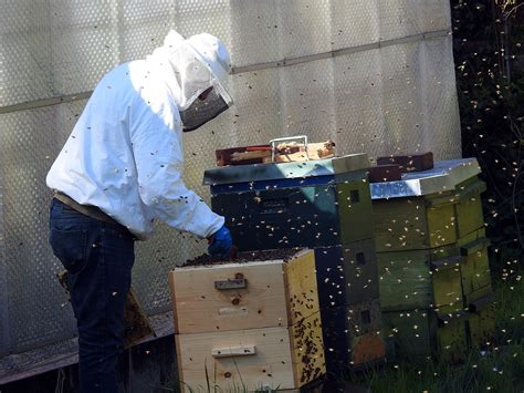 images gratuites insecte apiculteur ruche abeilles rucher essaim apiculture apiculture