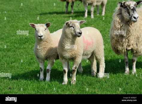 Texel Cross Lambs With North Country Mule Ewes Stock Photo Alamy