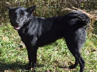 Take action now for maximum saving as these discount codes will not valid forever. View Ad: Schipperke Mix Dog for Adoption near Minnesota ...