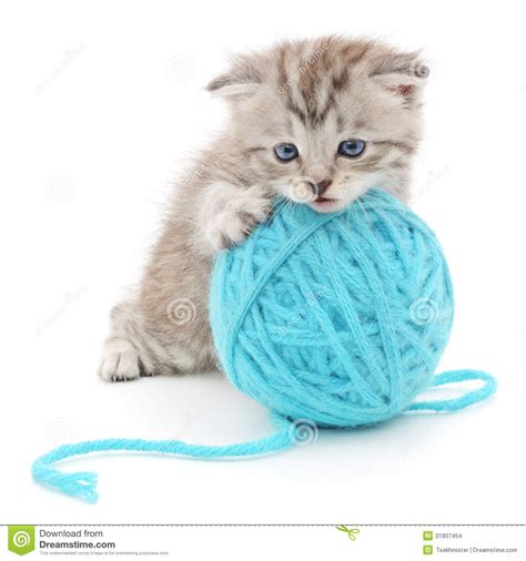 Cat With Ball Of Yarn Stock Photo Image Of Thread Funny