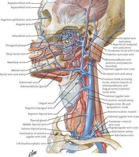 Through the neck  divides into external and internal carotid arteriesdivides into external and internal carotid arteries. The Neck | Basicmedical Key