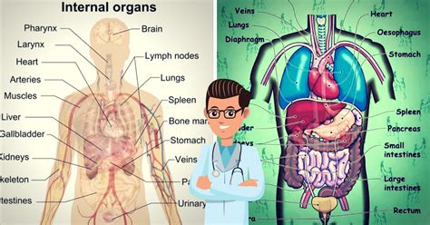 English Vocabulary Internal Organs Of The Human Body Eslbuzz