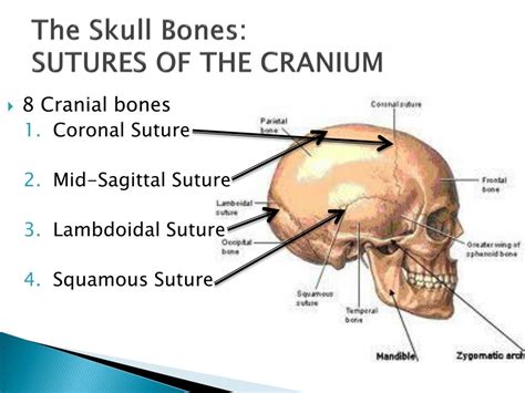 Skull Bones And Sutures Mumumedical