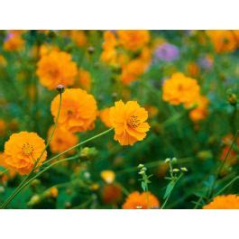 Orange Cosmea Bio Saatgut Von Sommerblumen