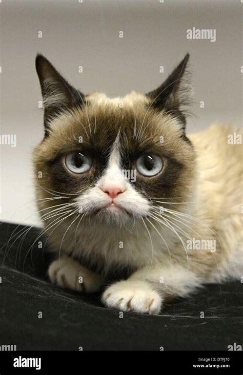 New York Ny Usa 17th Feb 2014 Grumpy Cat Aka Tardar Sauce At Talk