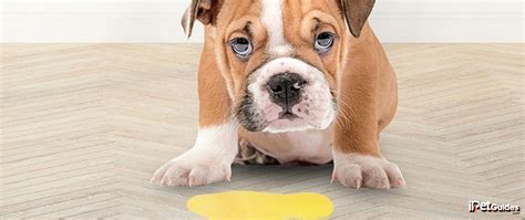 Dog Vomit Smells Like Poop Should You Seek A Veterinarian