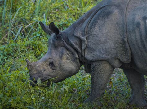 Where To See The Greater One Horned Rhino Explore With Lora