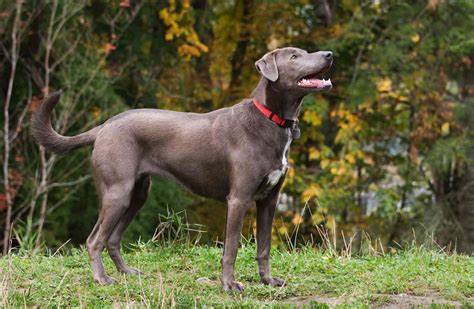 15 Blue Dog Breeds For Lovers Of This Unique Color