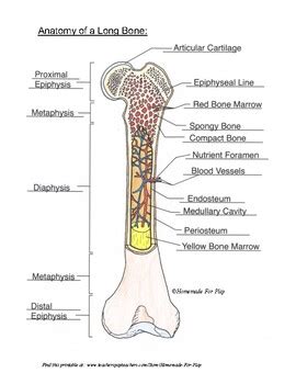 Long bones are those that are longer than they are wide. Bone Anatomy Diagrams for Coloring and Labeling, with ...