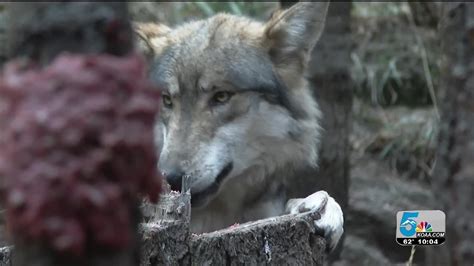 Gray Wolf Reintroduction Youtube
