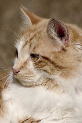 Cymric Cats Cat Breeds