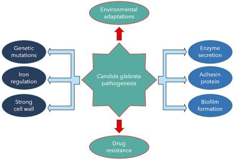Jof Free Full Text Candida Glabrata Pathogenicity And Resistance