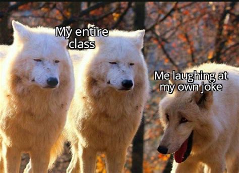 These White Wolves Laughing Memes Are Taking Over 20 Pics