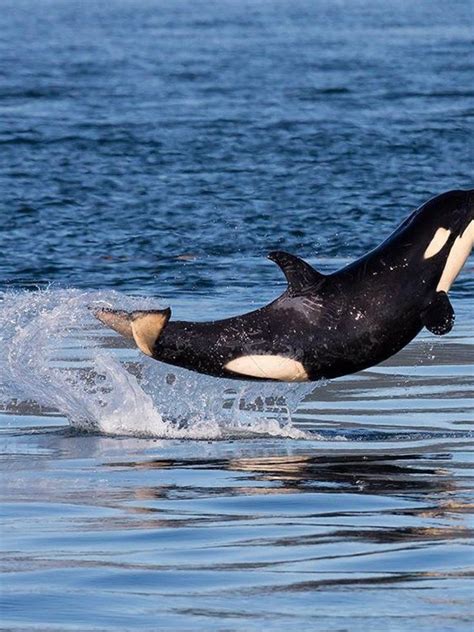This Baby Whale Jumping For Joy Is Totally How We Feel On A Friday