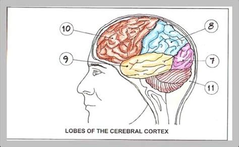 Blank Brain Diagram Graph Diagram