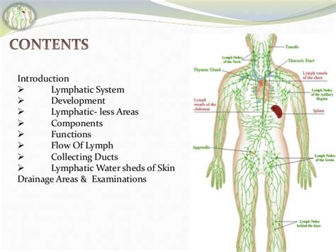 Lymphatic Drainage Of Whole Body By Faisal Azmi