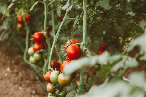 Tomato Trellising Techniques Planter Growing Guide