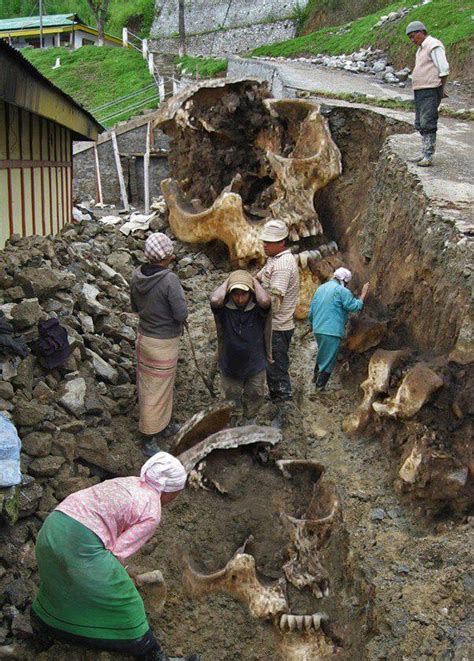 Mysteryhistoryimportantpersonal Giant Humans Skeleton India