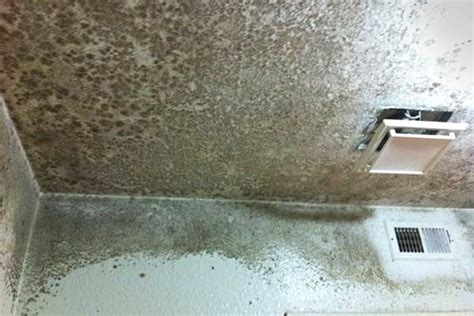 Bathroom ceiling can become the mold's nest to thrive. how to clean mold off bathroom ceiling