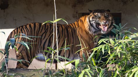 Fondos de pantalla césped Tigre fauna silvestre Gatos grandes