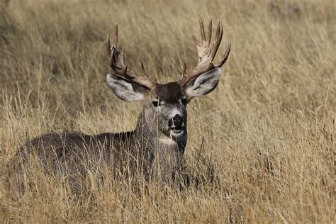 Big Mule Deer Buck With Palmated Antlers Ray F Flickr