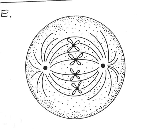 These many pictures of animal cell and plant cell drawing list may become your inspiration and informational purpose. Plant Cells, Animal Cells, And Mitosis - ProProfs Quiz
