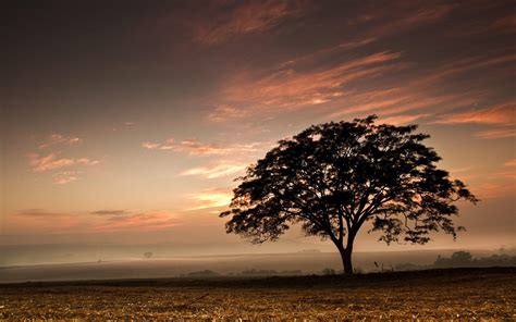 Silhouette Of Cool Dark Tree