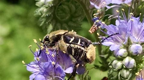 Bee Mimic Beetle Flickr