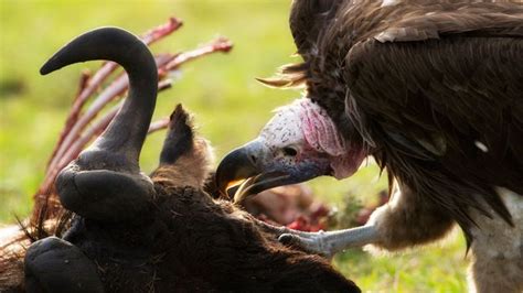 Bbc Earth The Truth About Vultures