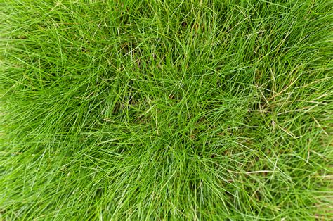 Lawn Spotlight Fescue Grass In Georgia Proactive Pest Control