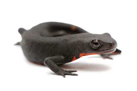 Perfect Tips About How To Keep Salamanders Treecurve