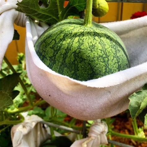 Growing Watermelon In A Container 3 Tips For Success Calikim Garden