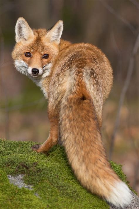 17 Best Images About Fox Sayings On Pinterest Foxes Fox