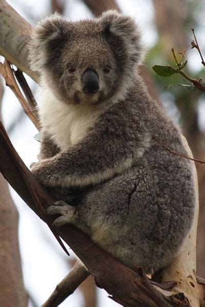 Where To See Koalas In The Wild In Australia