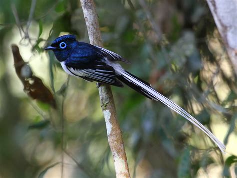 Malagasy Paradise Flycatcher Malagasy Paradise Flycatcher Flickr