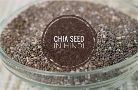क्या आपने चिया सीड आपने देखा है Chia Seeds Meaning In Hindi Plants