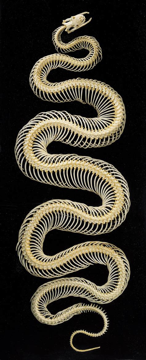 119320lg 1024×2529 Animal Skeletons Snake Skeleton