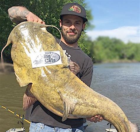 Minnesota Angler Ties Own Flathead Catfish Record Game And Fish