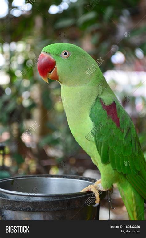 Closeup Green Parrot Image And Photo Free Trial Bigstock