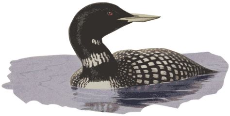 Loon In Water Free Svg