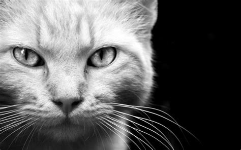 Animals Cats Felines Face Eyes Whiskers Fur Black White Black And