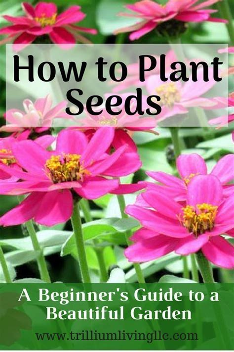 How To Plant Seeds In Your Garden For Beginners
