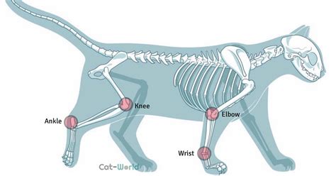 Do Cats Have Knees And Elbows Cat World