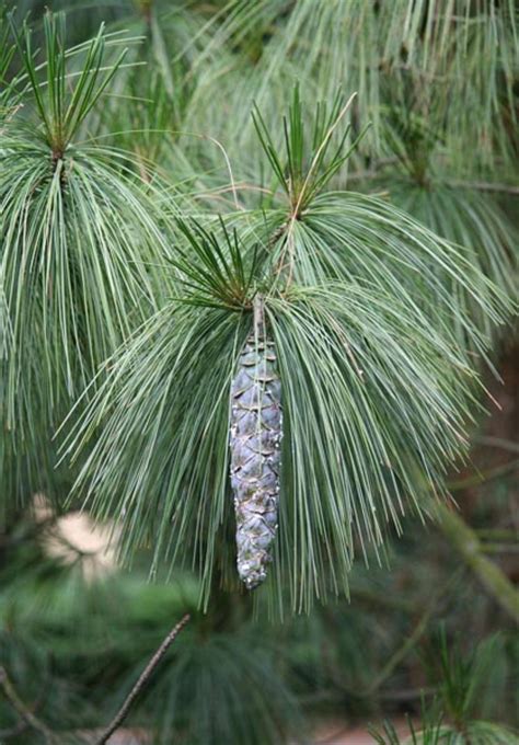 White Pine Pinus Strobus Wildlife Journal Junior